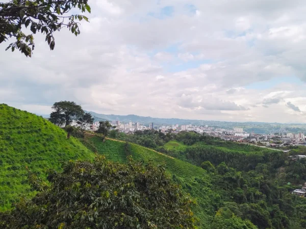 Raíces vivas del Risaralda