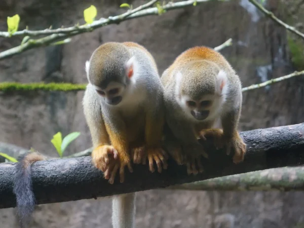 Ruta Tardeando en Ukumarí