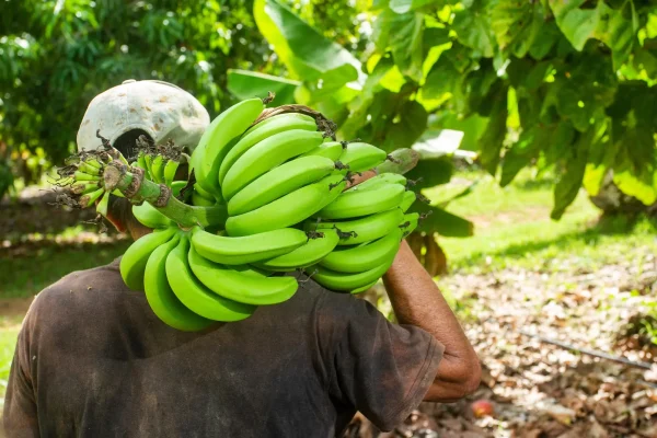 Ruta Raíces Del Plátano