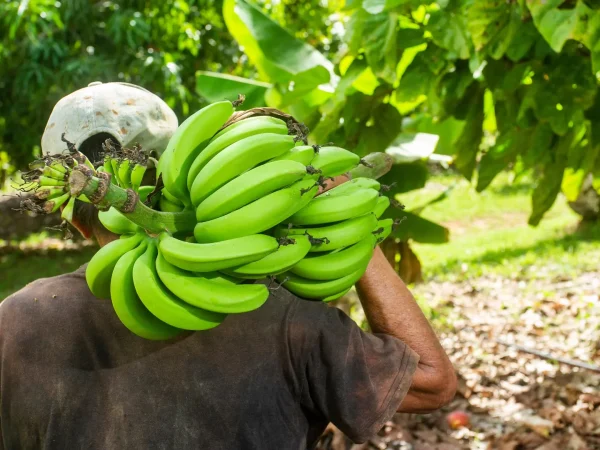 Ruta Raíces Del Plátano