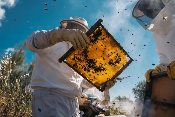 Ruta de la Miel Viva: Experiencia con Abejas