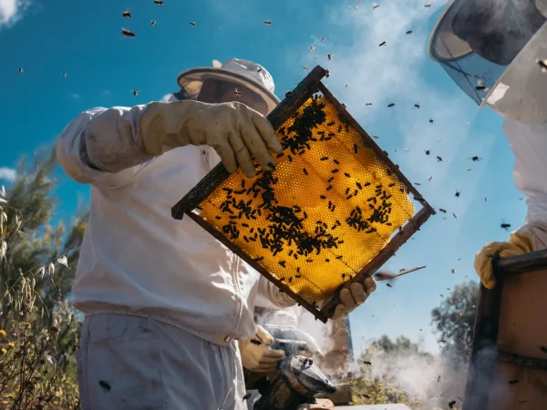 Ruta de la Miel Viva: Experiencia con Abejas