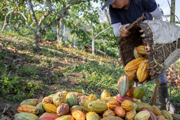 Ruta del Cacao Ancestral: Donde nace la memoria