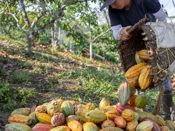 Ruta del Cacao Ancestral: Donde nace la memoria