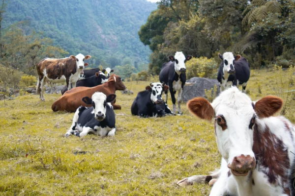 Ruta del Queso Campesino: Sabor y Herencia