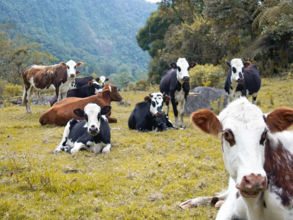 Ruta del Queso Campesino: Sabor y Herencia